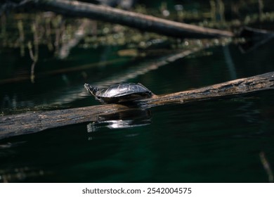 A painted turtle on a log in a tranquil pond. Chrysemys picta. - Powered by Shutterstock