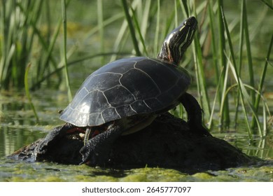A painted turtle on mud in the sun in a marsh. 