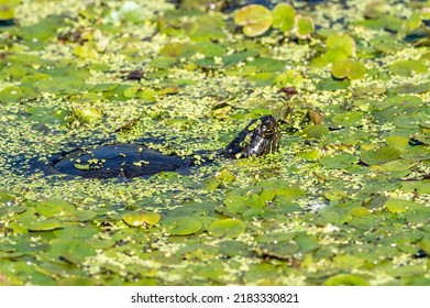 A Painted Turtle In A Pond Full Of Duckweed And Aquatic Vegetation 