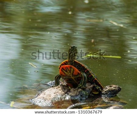 Painted turtle propped up