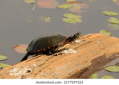 Painted Turtle Resting On A Log With Lily Water Pads Background In Its Environment And Habitat Surrounding, Displaying Shell, Head, Paws, Tail.