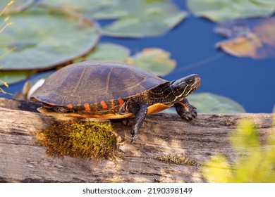 Painted turtle resting on a log in the pond with lily water pad moss and displaying its turtle shell, head, paws in its environment and habitat surrounding. Turtle Image. Picture. Portrait.