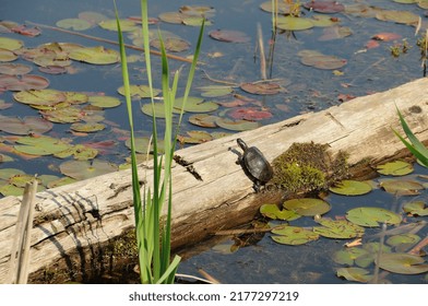 Painted Turtle Resting On A Moss Log With Lily Water Pads Background In Its Environment And Habitat Surrounding, Displaying Shell, Head, Paws, Tail.