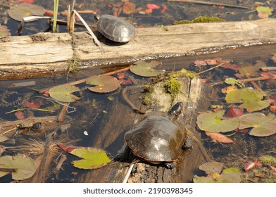 Painted Turtle Resting On A Moss Log With Lily Water Pads Background In Its Environment And Habitat Surrounding, Displaying Shell, Head, Paws, Tail.