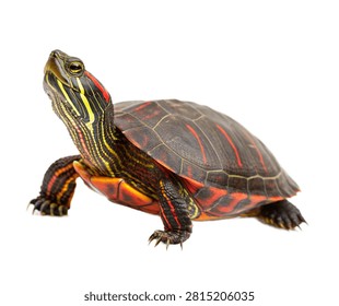Painted Turtle Single Painted Turtle Standing Isolated On White Background