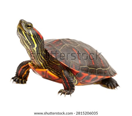 Painted Turtle Single Painted Turtle Standing Isolated On White Background