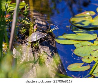 Painted Turtle Sitting On A Log In The Pond With Water Lily Pads, Displaying Its Turtle Shell, Head, Paws In Its Environment And Habitat. Turtle Picture. Portrait.