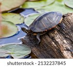 Painted Turtle standing on a log in a pond with water lily pads background in its environment and habitat surrounding. Turtle Stock Photo and Image.