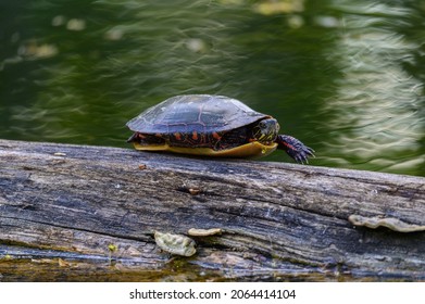 A painted turtle suns on a log at Stony Creek Metropark, Shelby Township, Michigan.