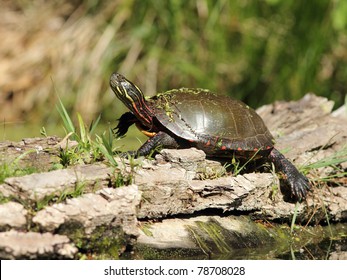 4,761 Painted turtle Stock Photos, Images & Photography | Shutterstock