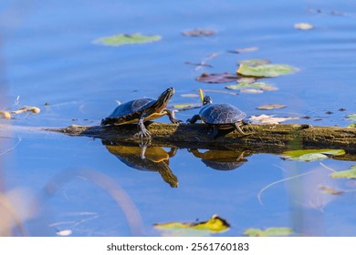 Painted Turtles at Chippewa Nature Center Marsh, in Midland, Michigan. - Powered by Shutterstock - Get 15% off with code: PIKWIZARD15