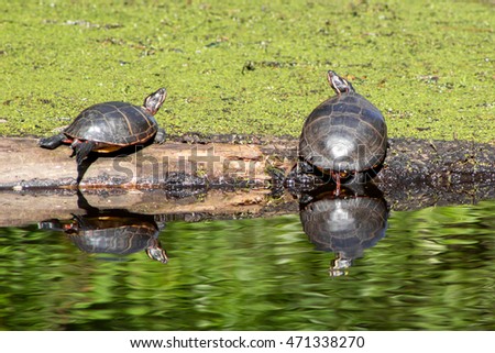 Painted turtles in Great Dismal Swamp