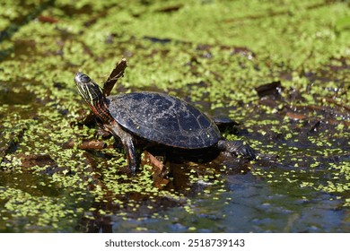 Painted turtles in a pond of green vegetation - Powered by Shutterstock - Get 15% off with code: PIKWIZARD15