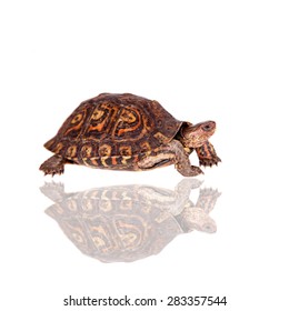 The Painted Wood Turtle On White