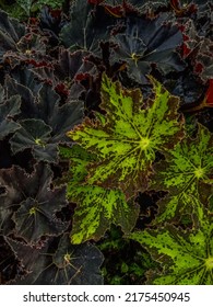 Painted-leaf Begonia, Begonia Rex, Begoniaceae