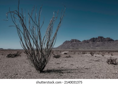 Painterly image of ocotillo plant in the desert of Big Bend National Park, Texas