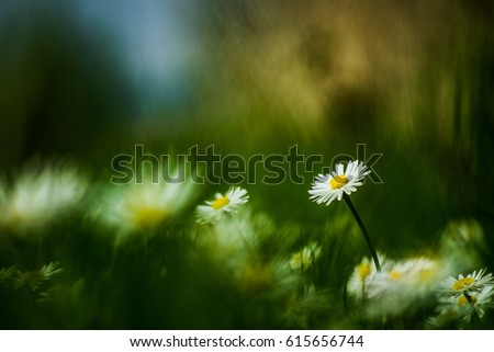 Daisy meadow daisy Meadow