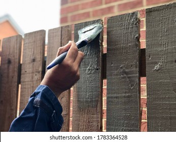 Painting Garden Fence Using A Paint Brush. The Fence Is Wooden And The Paint Is Sage Coloured. This Is In England. 