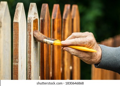 Painting Wooden Fence By Wood Stain. Paintbrush In Male Hand. Repairing Old Picket Fence At Backyard