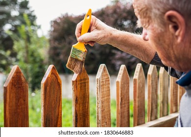 Painting Wooden Picket Fence By Wood Stain. Active Senior Man Repairing Old Fence At Backyard