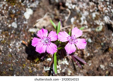 A Pair Of Accomplice Flowers And Neighbors