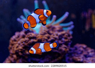 A pair of adorable orange clownfish or clown anemonefish (Amphiprion percula) swimming merrily among the tentacles of its sea anemone home on the coral reef seabed in warmer or tropical waters