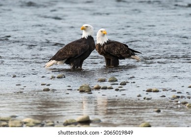 A pair of adult bald eagles stand in the Nooksack River.  The birds are an example of reverse sexual size dimorphism