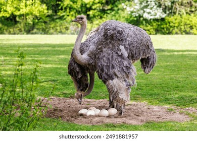 A pair of adult female ostriches, struthio camelus, watching over a clutch of eggs in a sand nest. - Powered by Shutterstock