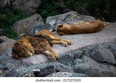 Pair of adult Lions resting in a zoo. - Powered by Shutterstock