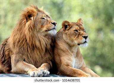 Pair of adult Lions in zoological garden - Shutterstock ID 1014638701