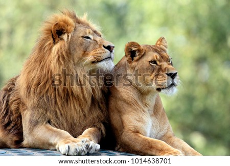 Pair of adult Lions in zoological garden