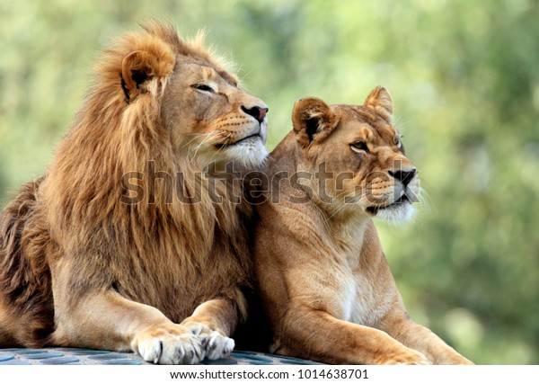 Pair of adult Lions\
in zoological garden