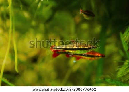 pair of adult pencilfish play, pet in biotope design, dim light with brown tannin stained water, ornamental blackwater fish of Rio Negro basin, beauty of nature