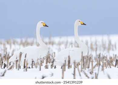 pair of adult Whooper Swan Cygnus cygnus on winter corn field in Rügen, Germany - Powered by Shutterstock