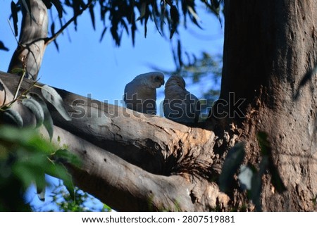 A pair of affectionate white Corellas perched among the branches of a eucalypt tree, with a sunny blue sky as the backdrop