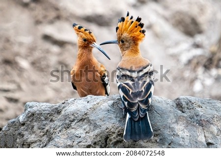 Pair of African Hoopoe, Upupa epops africana sitting on a rock, Lake Naivasha, Kenya