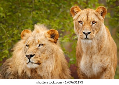 Pair of African lions, Panthera leo, detail of big animals with evening sun, Chobe National Park, Botswana, Africa. Cats in nature habitat. Greeting of male and female. Portraits of big cats.