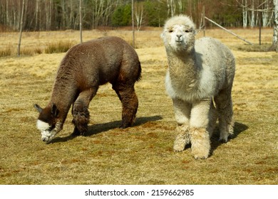 Pair Of Alpaca Walking On Meadow