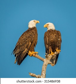 Pair of American bald eagles looking at each other in profile