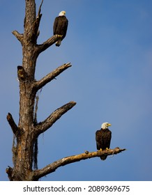 Pair of American Bald Eagles perch in a dead tree