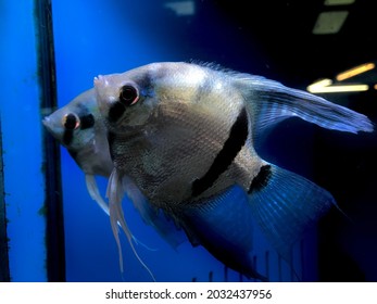 Pair Of Angel Fish Swimming Together.