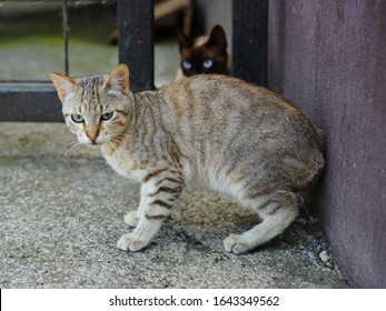 147 A Pair Of Siamese Cats Stock Photos, Images & Photography ...