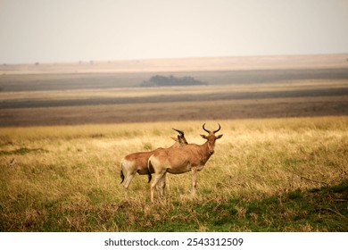 A pair of antelopes grazing on a savanna reserve - Powered by Shutterstock