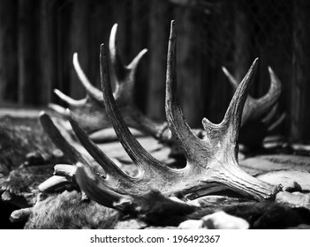 A Pair Of Antlers Lying On The Ground.