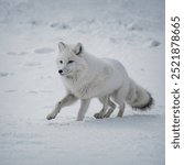 A pair of Arctic foxes playing in the snow, their pure white fur blending with the snowy landscape as they chase each other with joyful energy.