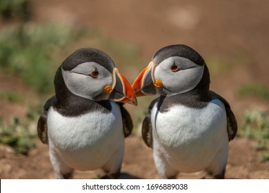 A Pair Of Atlantic Puffins