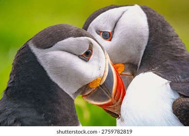 Pair of Atlantic puffins, Lunga, Treshnish Isles, Inner Hebrides, Argyll, Scotland 