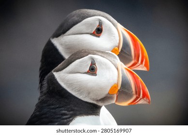 A pair of Atlantic puffins on Lunga, Treshnish Isles, Inner Hebrides, Argyll, Scotland 