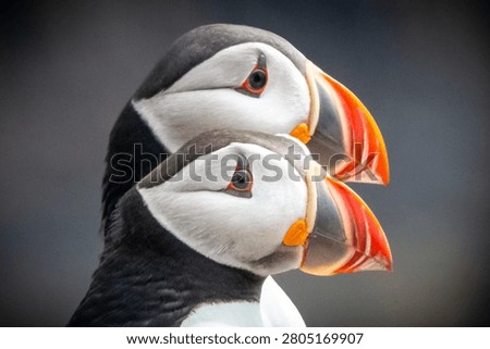 A pair of Atlantic puffins on Lunga, Treshnish Isles, Inner Hebrides, Argyll, Scotland 