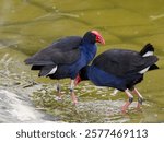 A pair of Australasian Swamphen (Porphyrio melanotus) standing along the water line of a dam